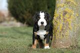 GRAND BOUVIER SUISSE 008